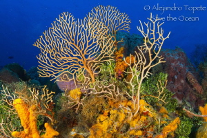 Cozumel Reef by Alejandro Topete 